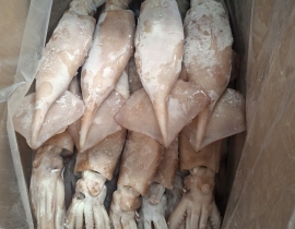 MỰC ÔNG ILEX ĐÔNG IQF SIZE 200-300G - 10 KG 